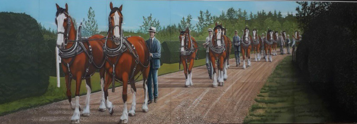 Clydesdales On Parade